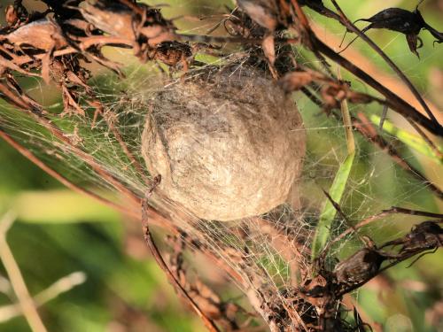 Réf. 294 233 : Argiope bruennichi